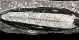 Polished Orthoceras (Cephalopod) Plate - #47992-1